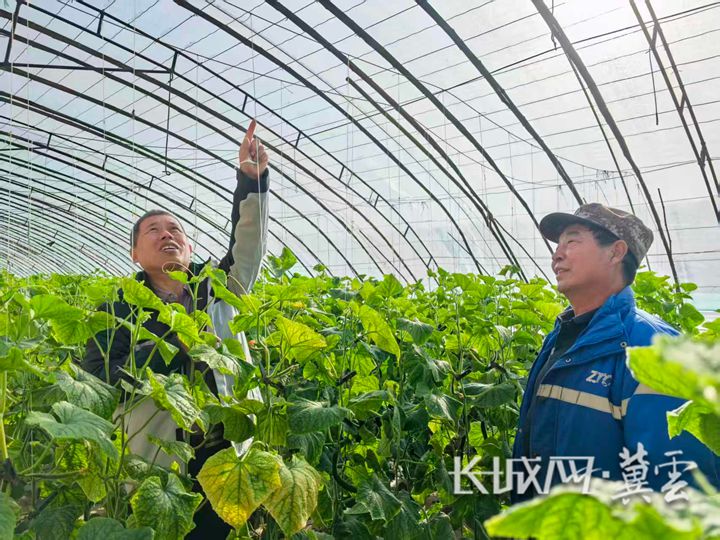 河北省農林科學院經濟作物研究所研究員高秀瑞(左)正在指導農戶檢查大棚棚架是否完好。長城網·冀云客戶端訊記者 楊蕾 攝